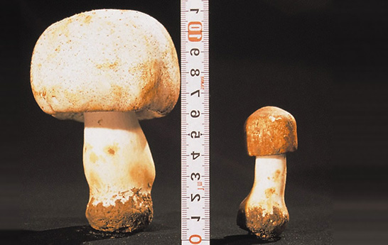 左:露地栽培アガリクス右:⼀般的なアガリクス(ハウス栽培)