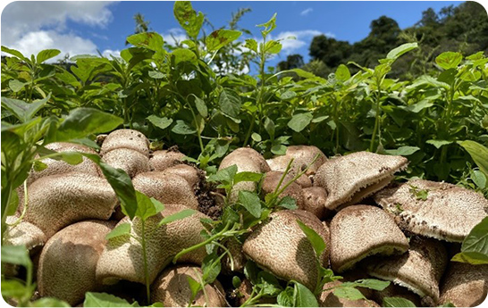 アガリクスは、栽培方法や産地で栄養成分などが大きく異なります。大切なワンちゃん、ネコちゃんのために、栄養成分が豊富なブラジル産露地栽培アガリクスを選んでください。