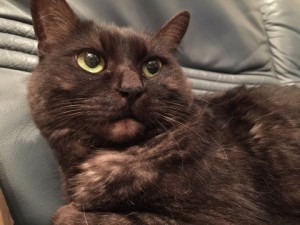 猫の便秘がサプリで劇的に改善 猫の便秘がサプリで劇的に改善