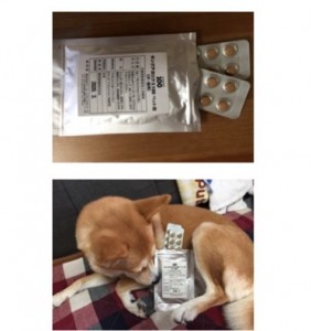 ペット用キングアガリクス１００　犬