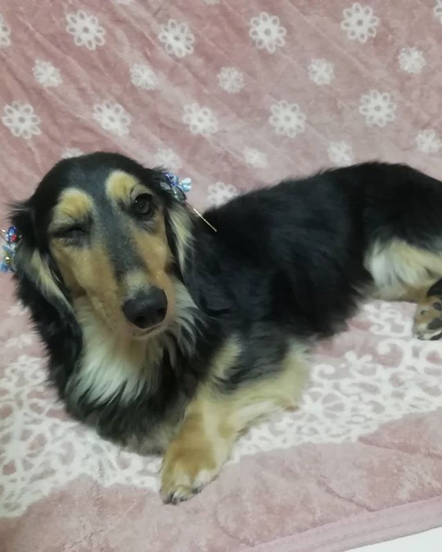 ミニチュアダックス
