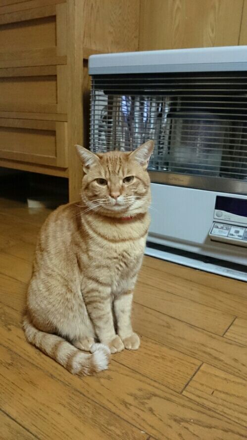 ねこ