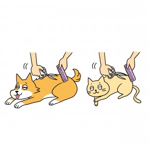 サマーカット
