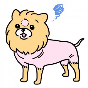 ポメラニアン　アカラス