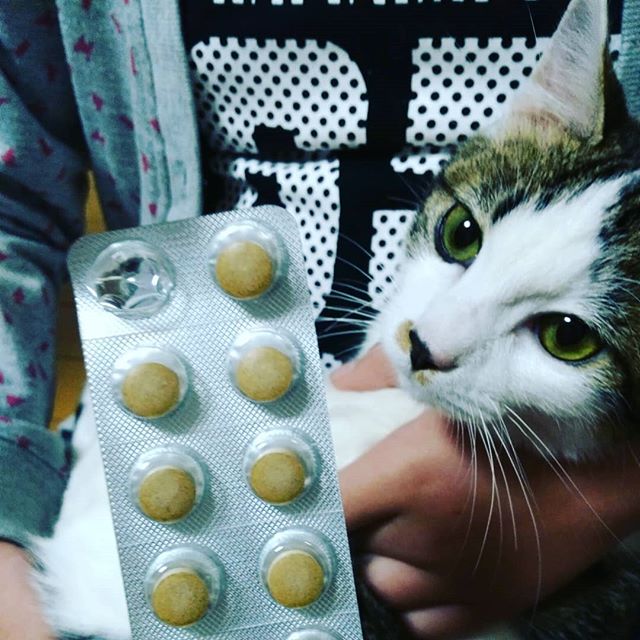 ねこ