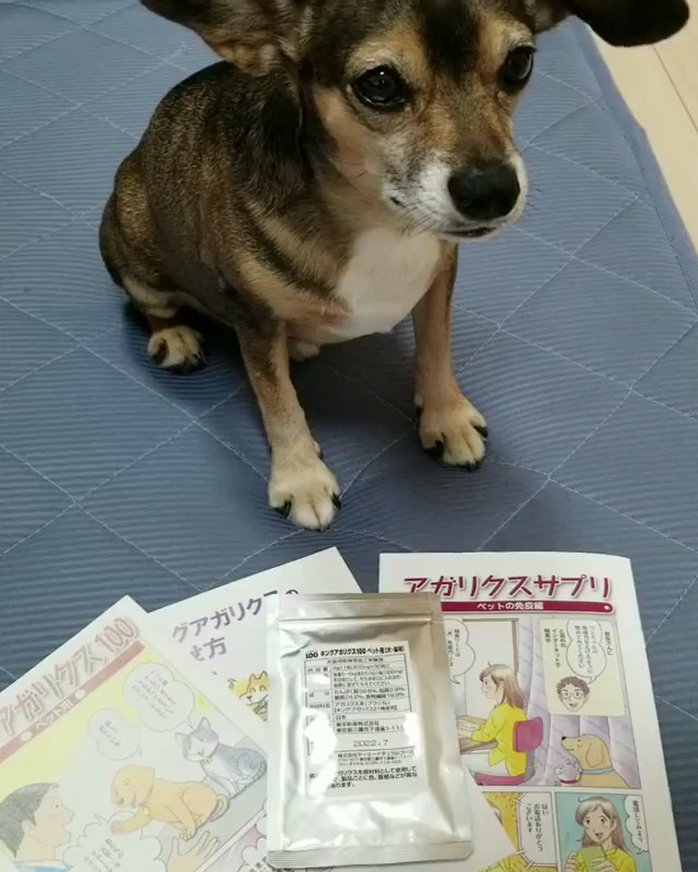 テリアMIX