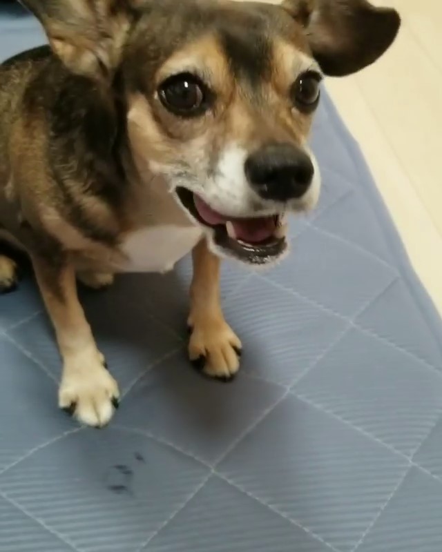 テリアMIX