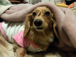 てんかん持ちの犬