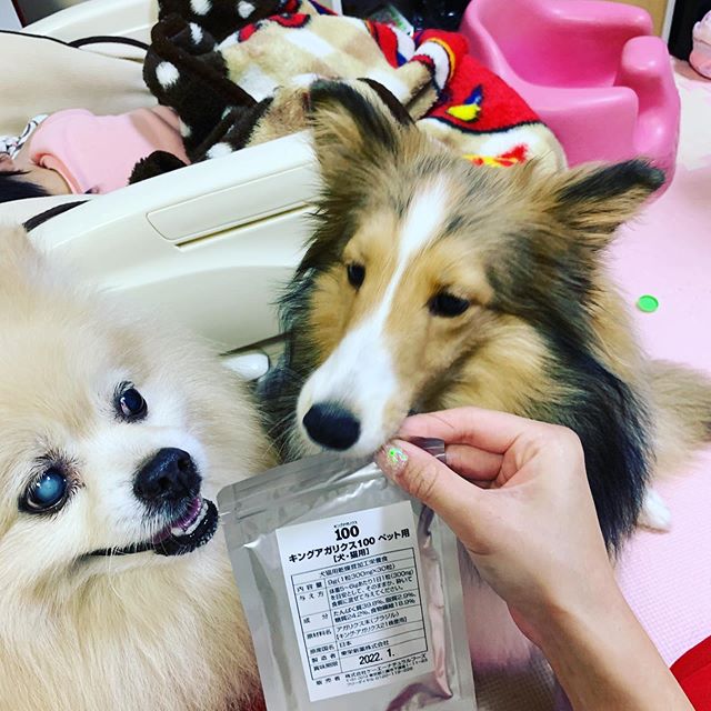 ポメラニアンとシェットランドシープドッグ