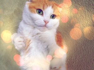 ねこ