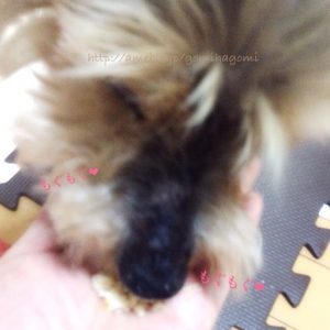 餌を食べているシニア犬