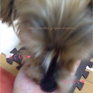 犬がキングアガリクスを食べている