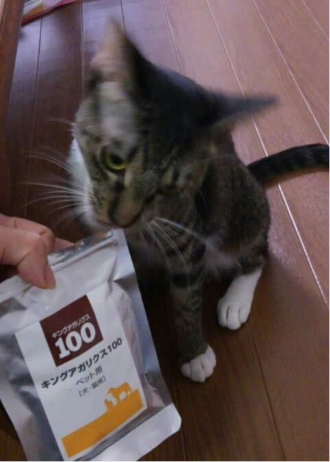 猫とアガリクス