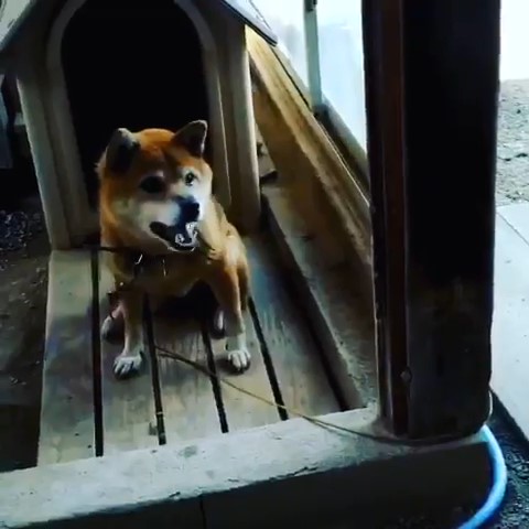 柴犬MIX