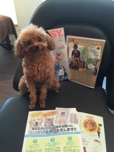 トイプードル