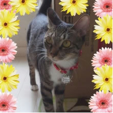 猫３