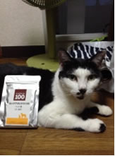 猫とアガリクス