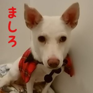 犬