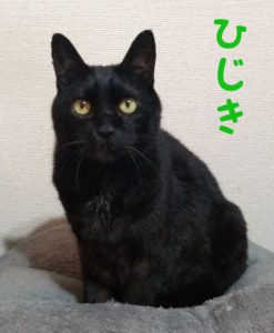 ねこ