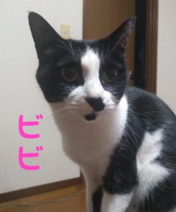 ねこ