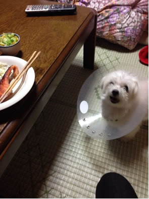 食べたがっている犬