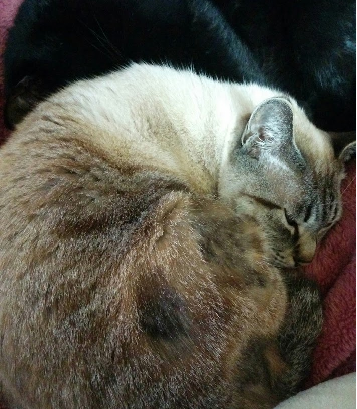 ねこ
