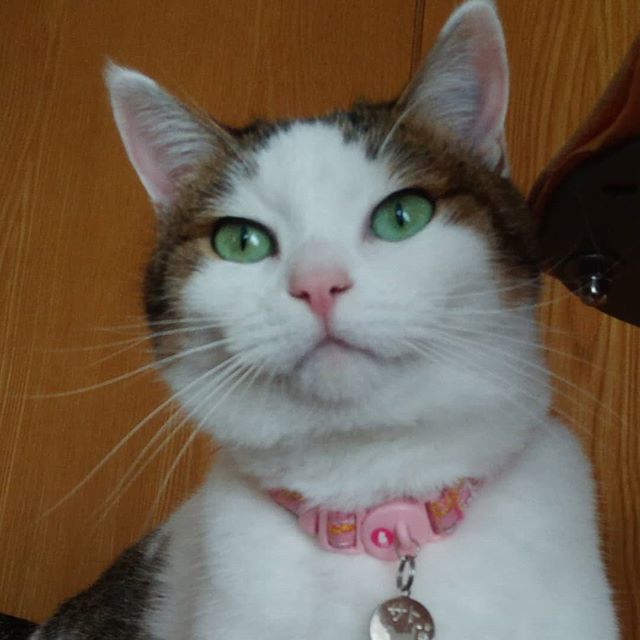 ねこ