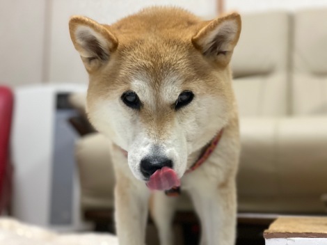 柴犬