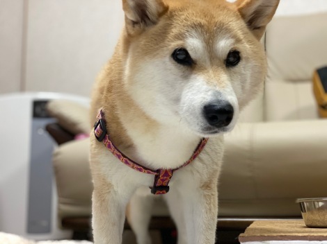 柴犬