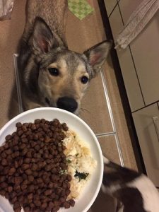 キングアガリクス100を混ぜてご飯と犬