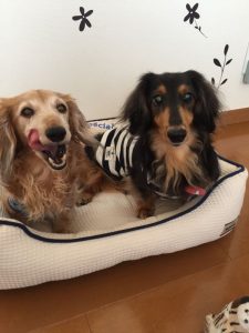 シニア犬