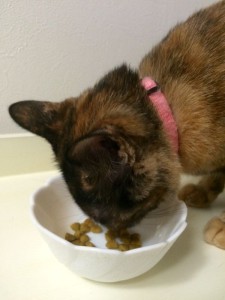猫が食べている