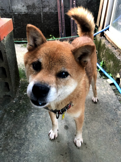 犬