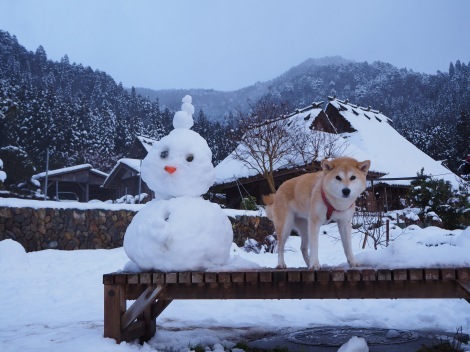 柴犬