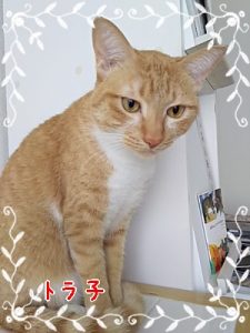 3枚目の猫の写真
