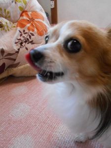 犬の写真