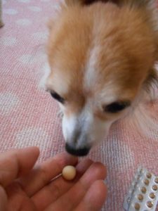 餌を見ている犬