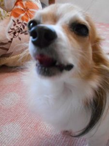 犬の写真2