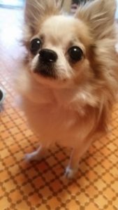 老犬