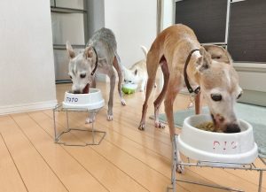 犬