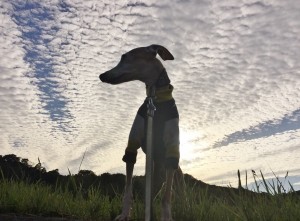 犬