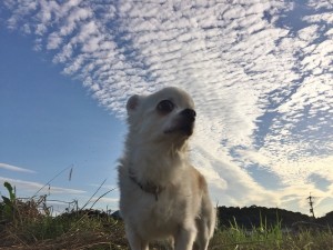 犬