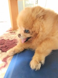 犬