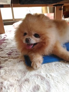 犬