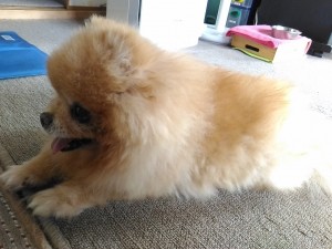犬