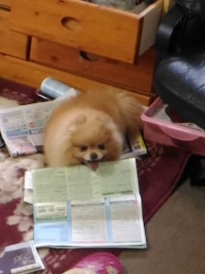 犬