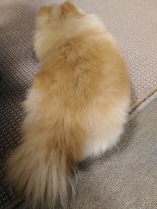 犬