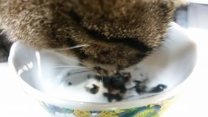 キングアガリクス100を食べる猫