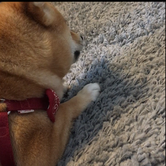いぬ