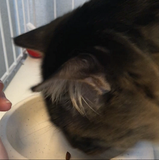 ねこ